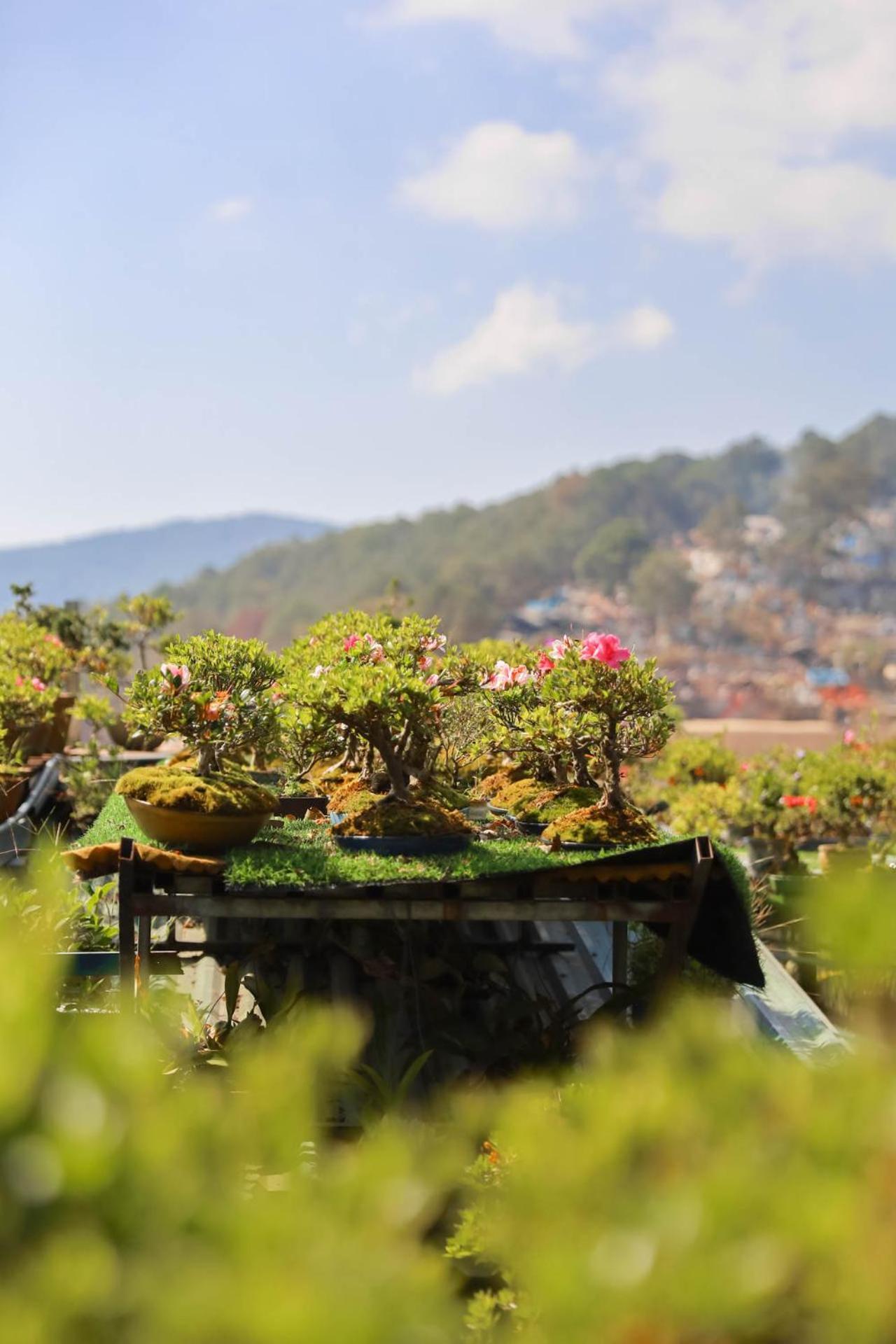 Ziczac Homestay Dalat Exteriér fotografie